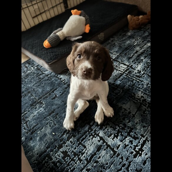 English Springer Spaniel - Both