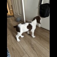 English Springer Spaniel - Both