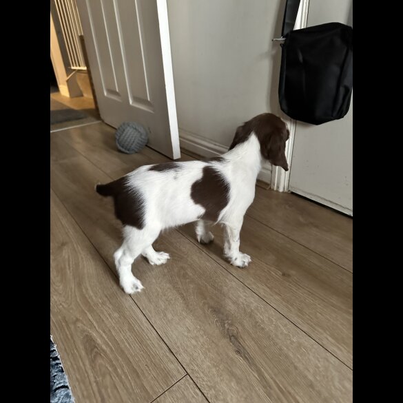 English Springer Spaniel - Both