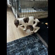 English Springer Spaniel - Both