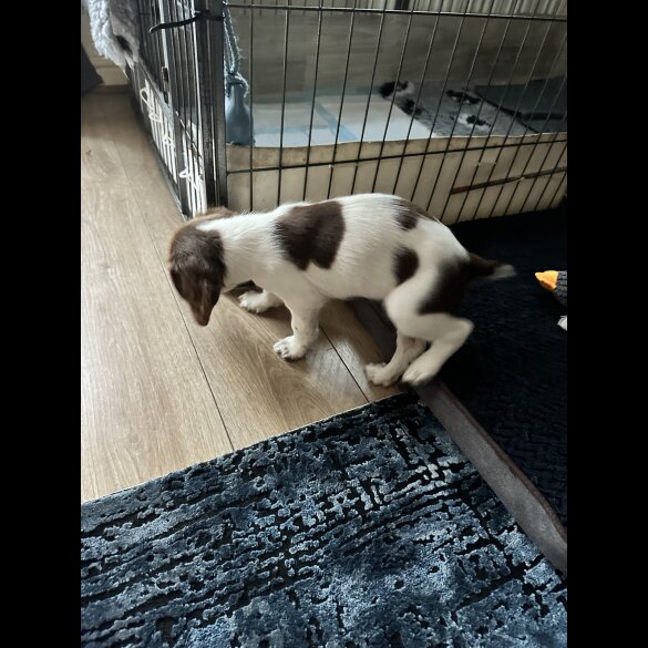 English Springer Spaniel - Both