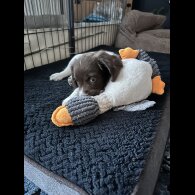 English Springer Spaniel - Both
