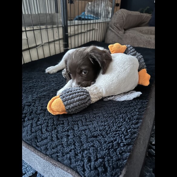 English Springer Spaniel - Both