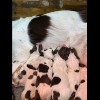 English Springer Spaniel - Both