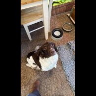 English Springer Spaniel - Both