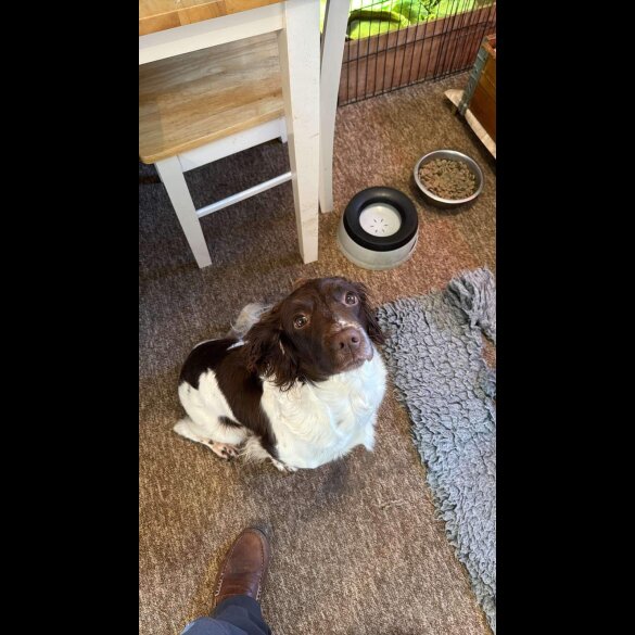 English Springer Spaniel - Both