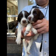 English Springer Spaniel - Both