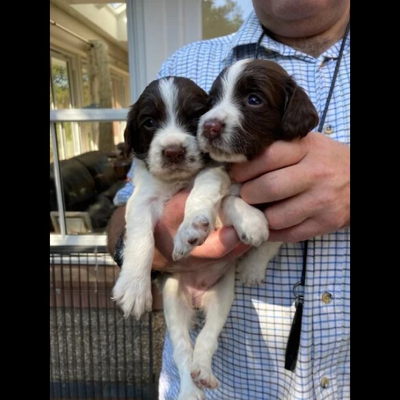 English Springer Spaniel - Both