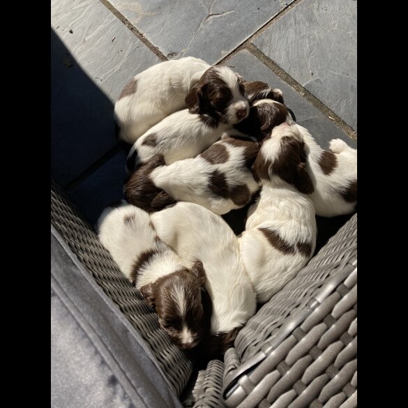 English Springer Spaniel - Both