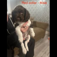 English Springer Spaniel - Both