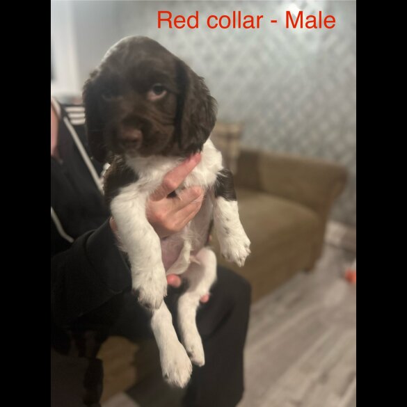 English Springer Spaniel - Both