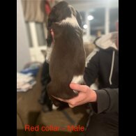 English Springer Spaniel - Both