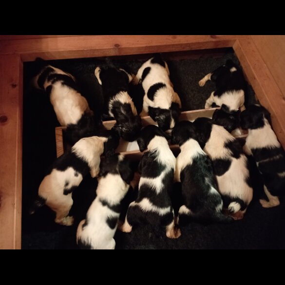 English Springer Spaniel - Both