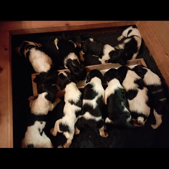 English Springer Spaniel - Both