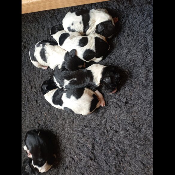 English Springer Spaniel - Both