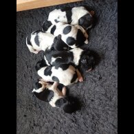 English Springer Spaniel - Both