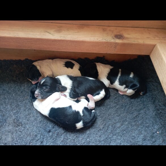 English Springer Spaniel - Both