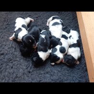 English Springer Spaniel - Both