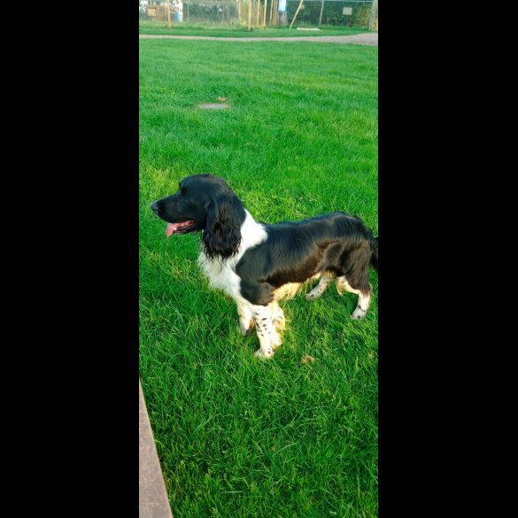 English Springer Spaniel - Both