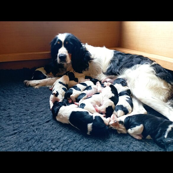 English Springer Spaniel - Both