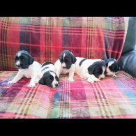 English Springer Spaniel - Both