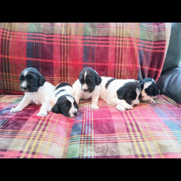 English Springer Spaniel - Both