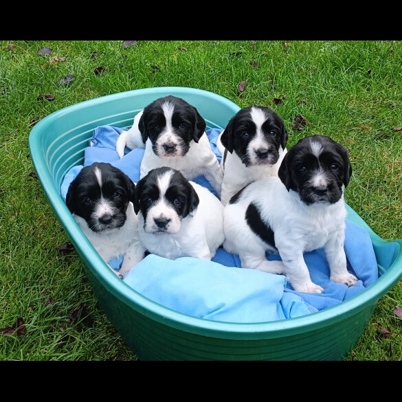 English Springer Spaniel - Both