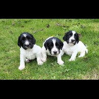 English Springer Spaniel - Both