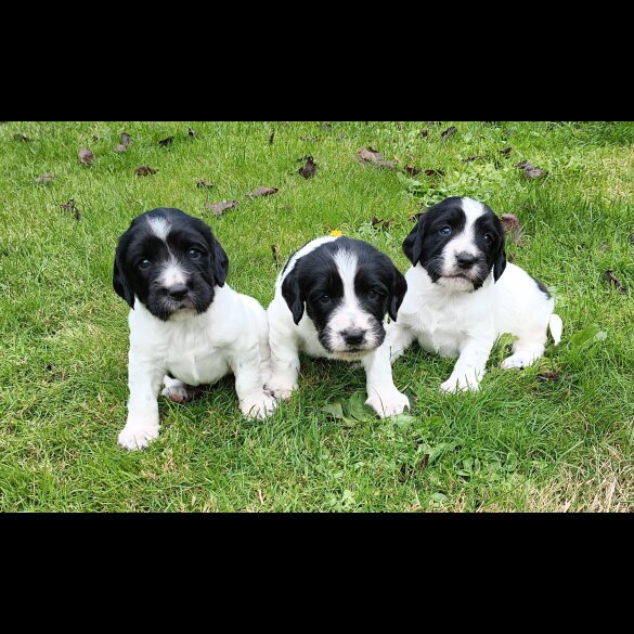 English Springer Spaniel - Both