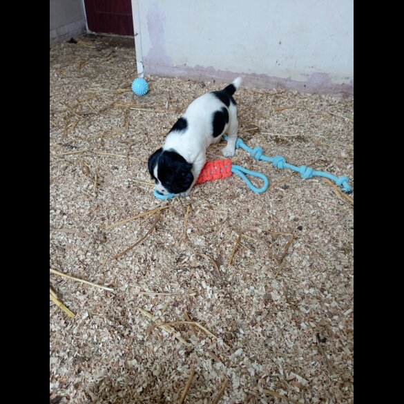 English Springer Spaniel - Both