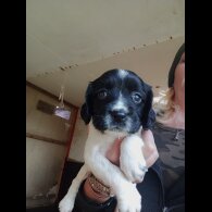 English Springer Spaniel - Both