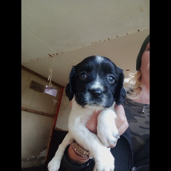 English Springer Spaniel - Both