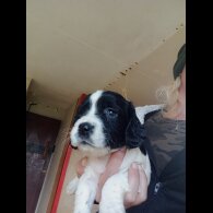 English Springer Spaniel - Both