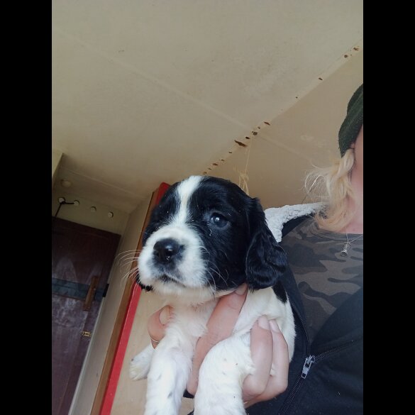English Springer Spaniel - Both