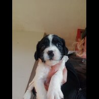 English Springer Spaniel - Both