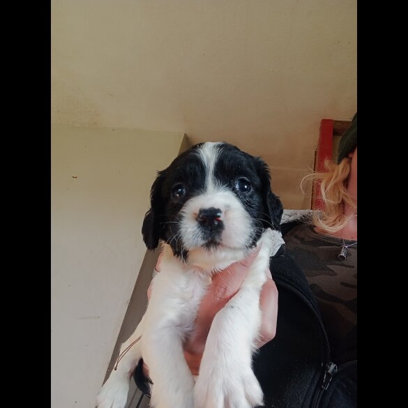 English Springer Spaniel - Both