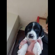 English Springer Spaniel - Both