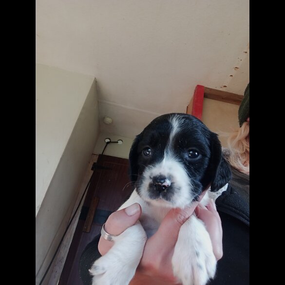 English Springer Spaniel - Both