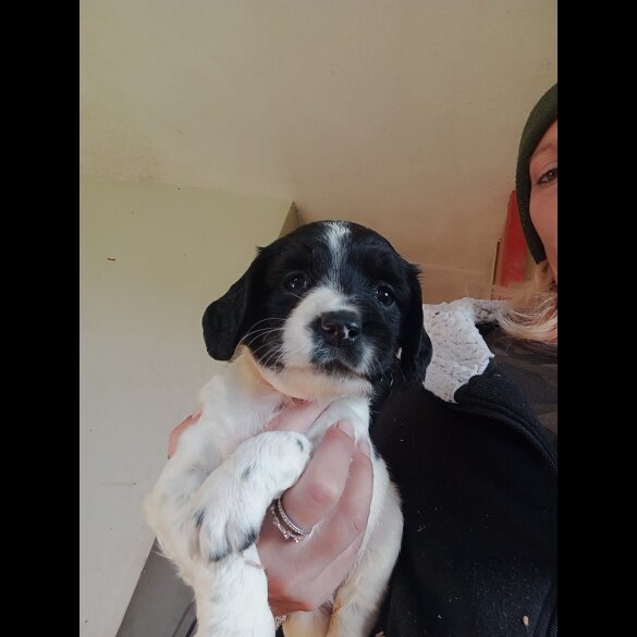 English Springer Spaniel - Both