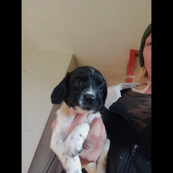 English Springer Spaniel - Both