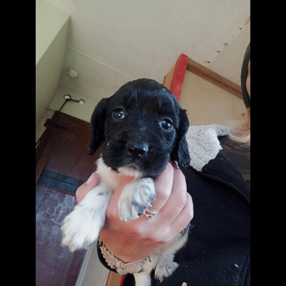 English Springer Spaniel - Both
