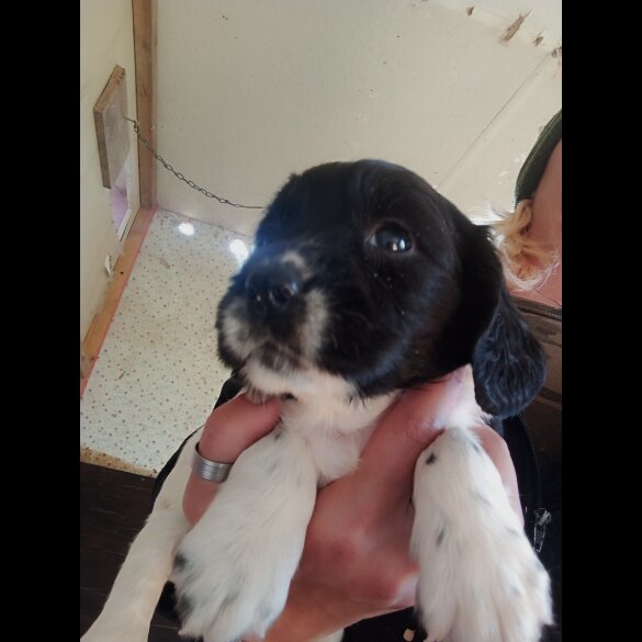 English Springer Spaniel - Both