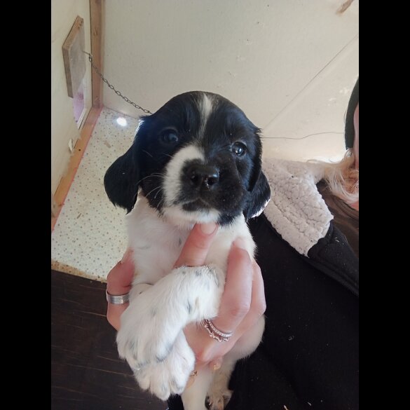English Springer Spaniel - Both