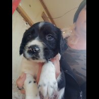 English Springer Spaniel - Both
