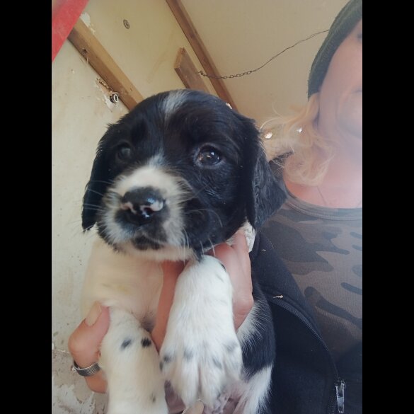 English Springer Spaniel - Both