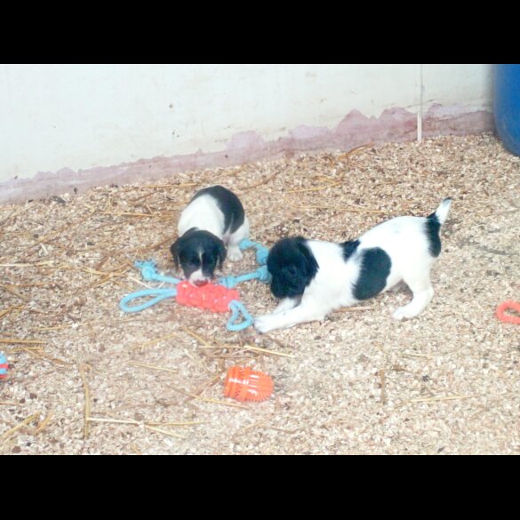 English Springer Spaniel - Both