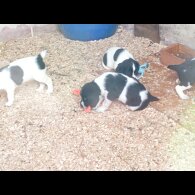 English Springer Spaniel - Both