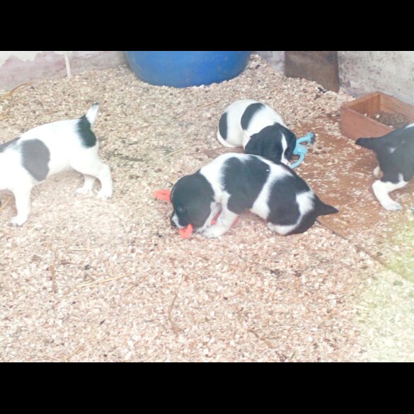 English Springer Spaniel - Both