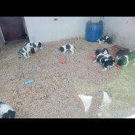 English Springer Spaniel - Both