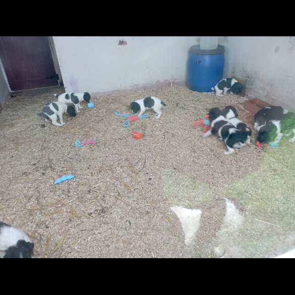 English Springer Spaniel - Both